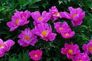 芍药在线观看,一场视觉与情感的盛宴